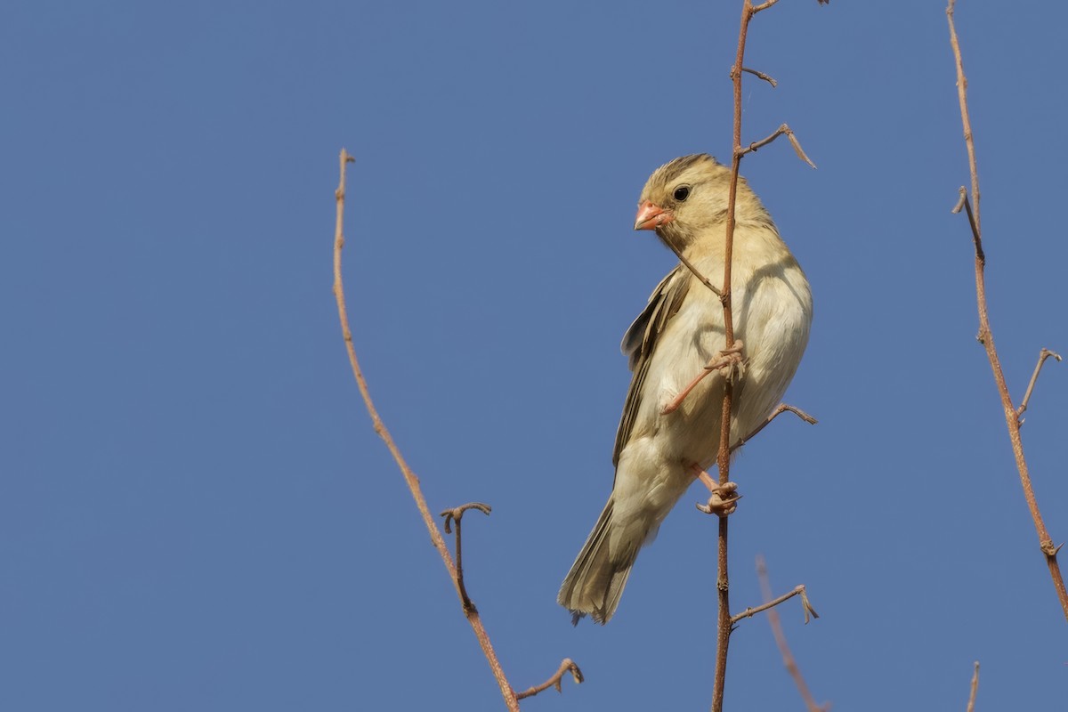 Shaft-tailed Whydah - Steve Bielamowicz