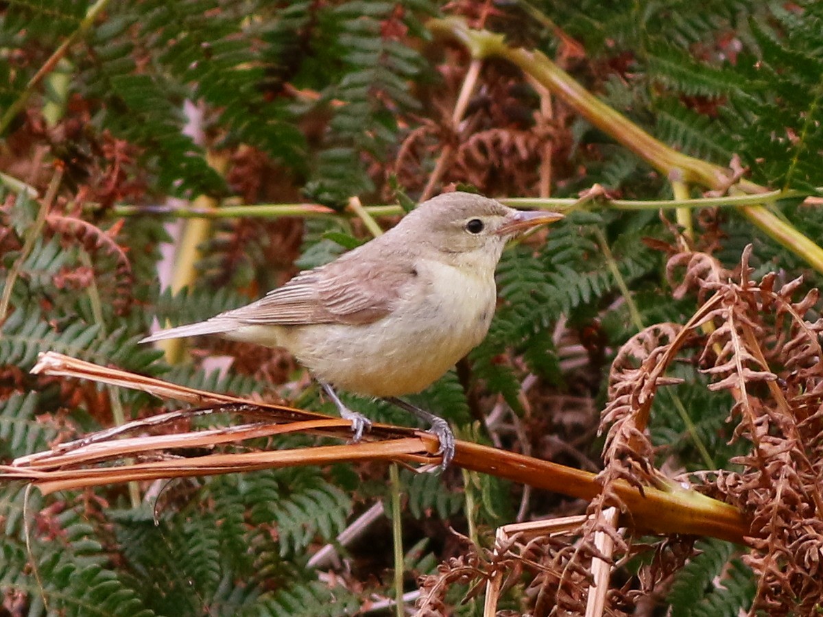 Icterine Warbler - ML623530735