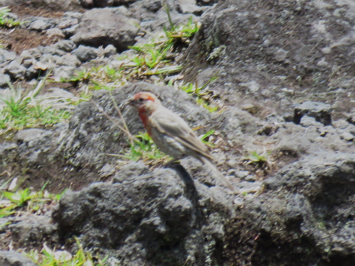 House Finch - ML623530751