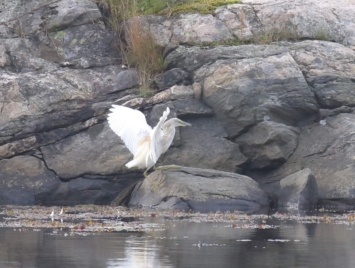 Squacco Heron - ML623530756