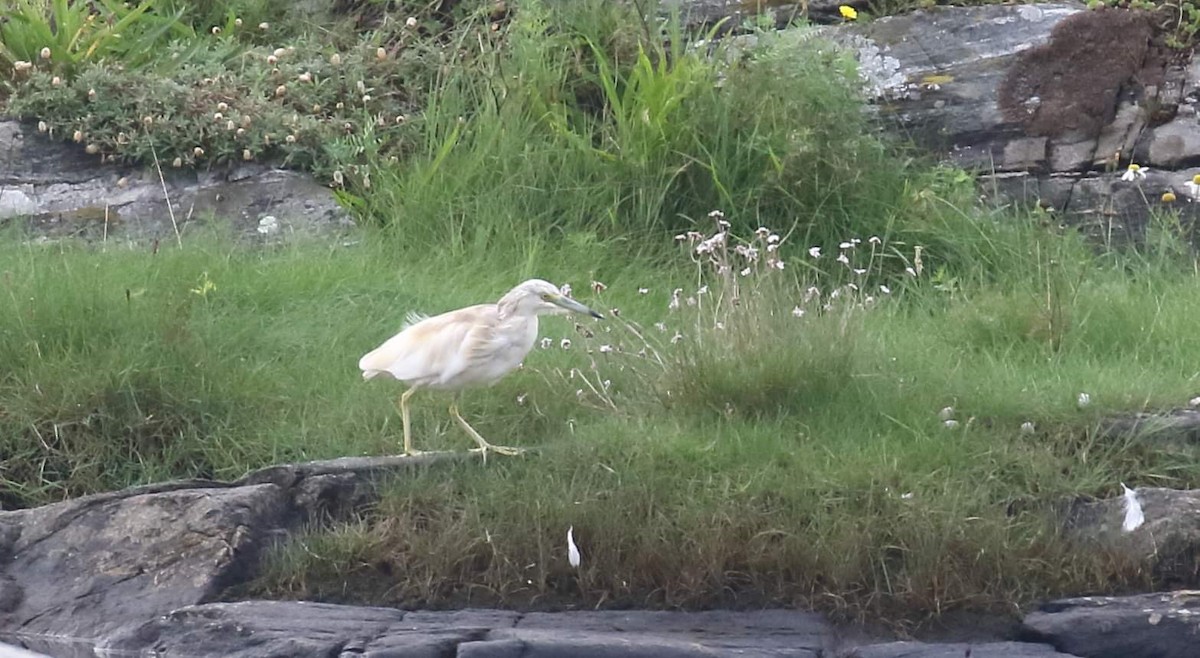 Squacco Heron - ML623530757