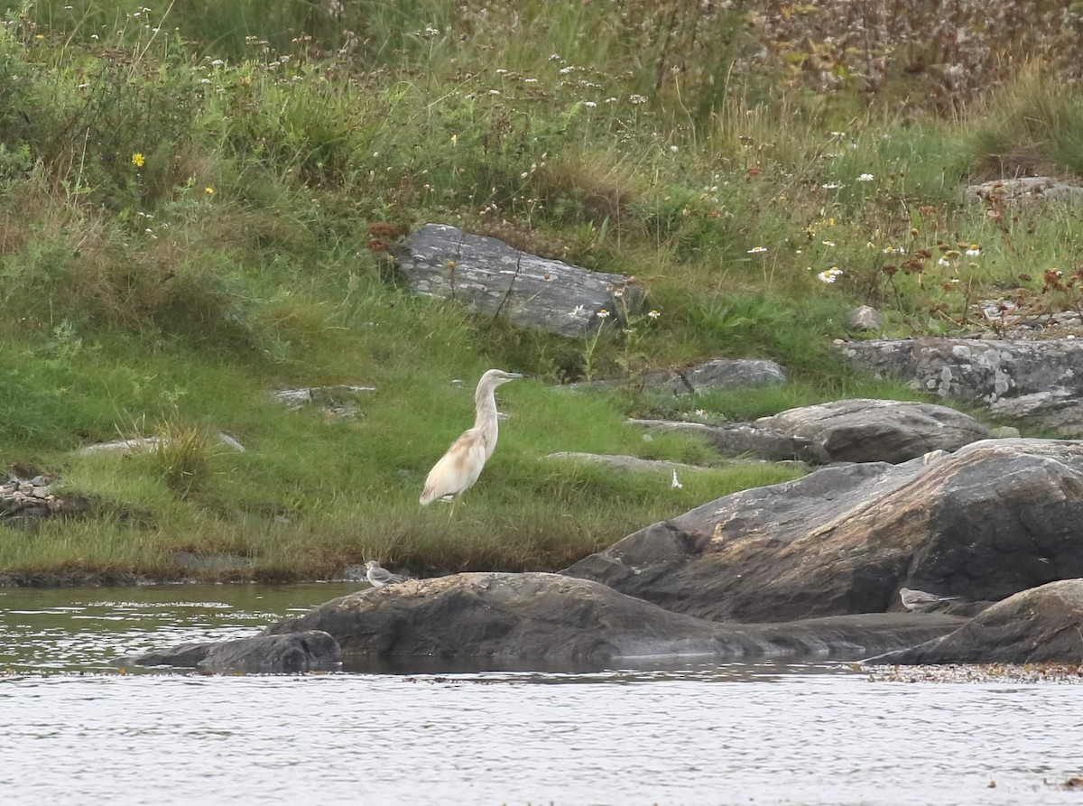 Squacco Heron - ML623530758