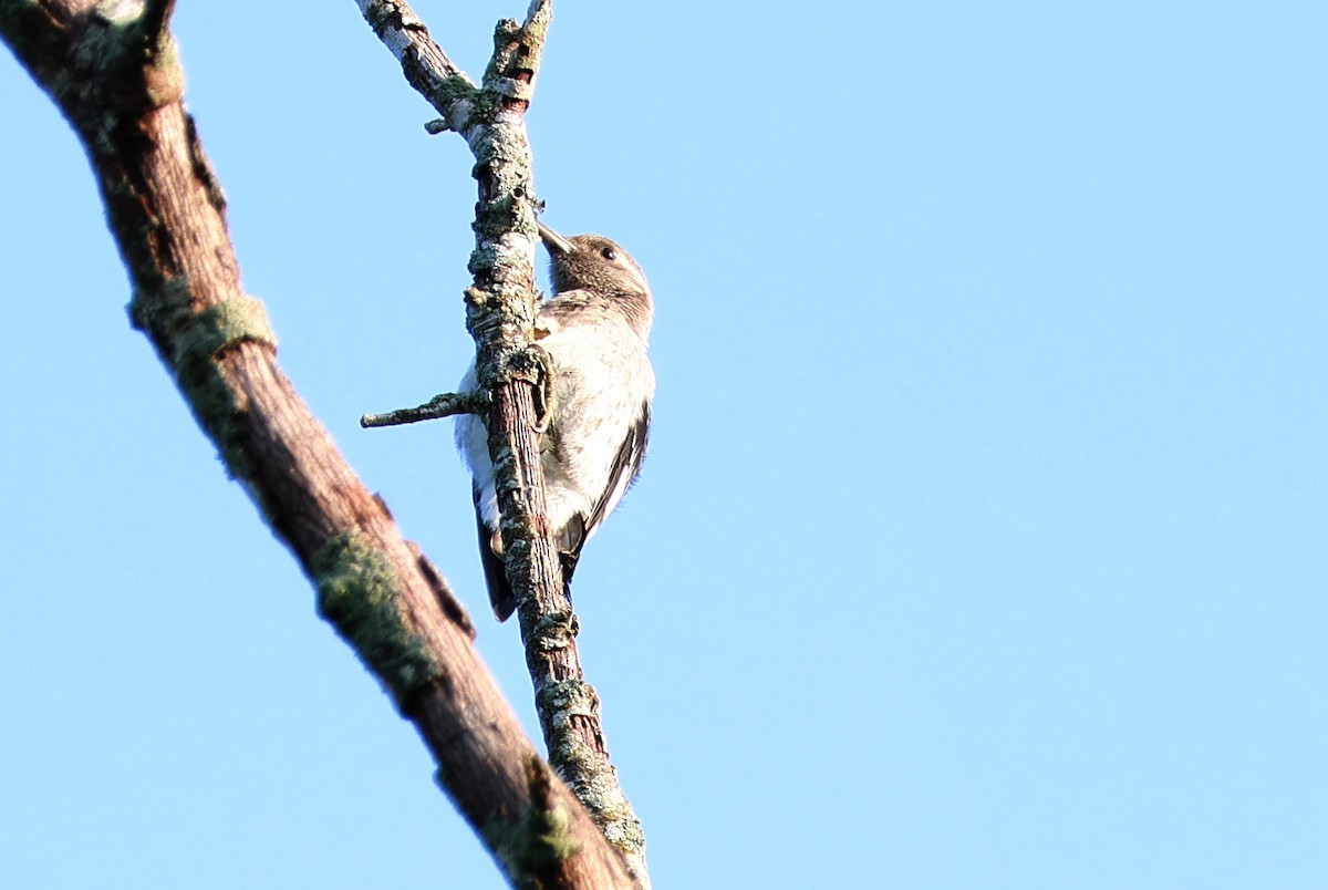 Red-headed Woodpecker - ML623530773