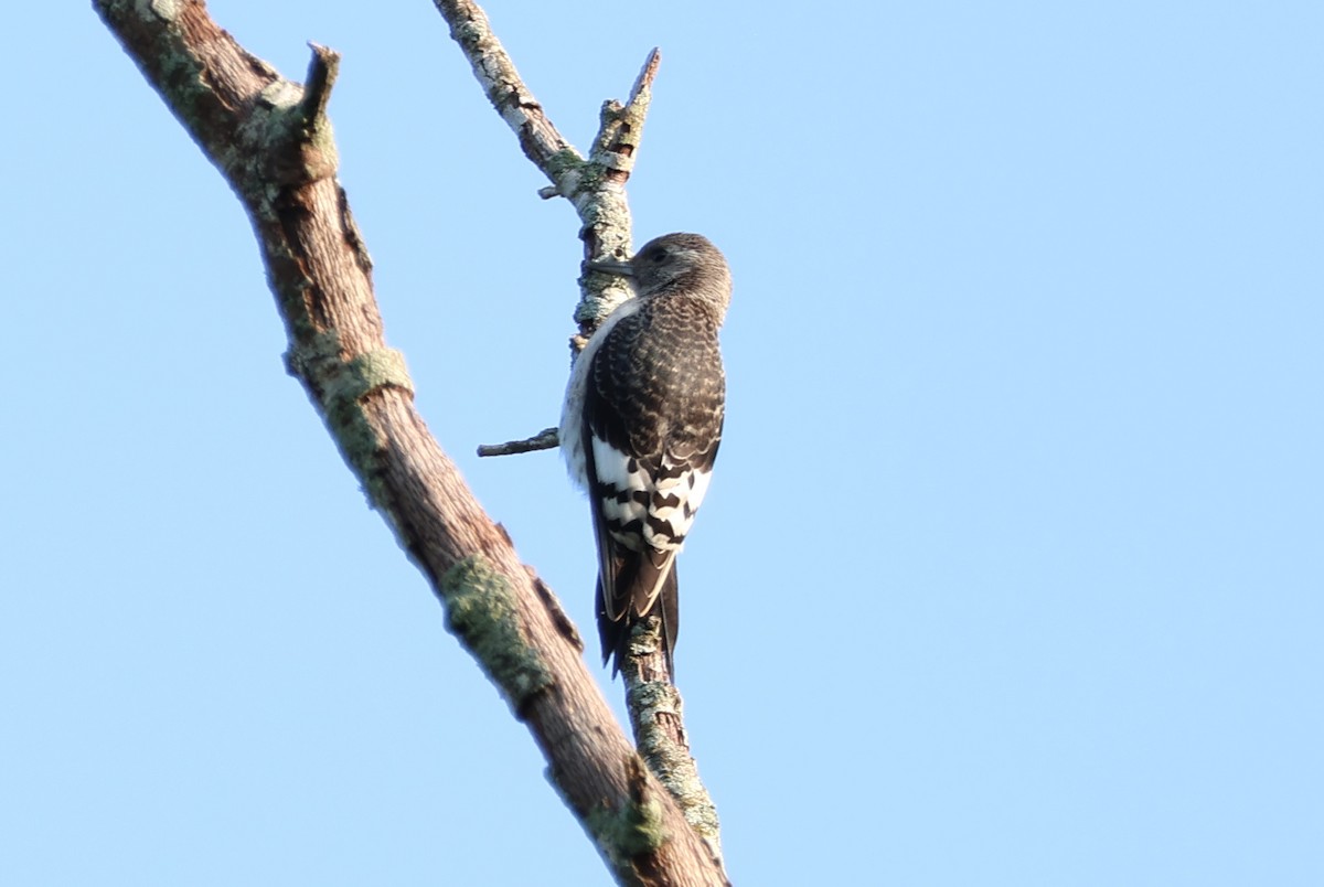 Red-headed Woodpecker - ML623530774