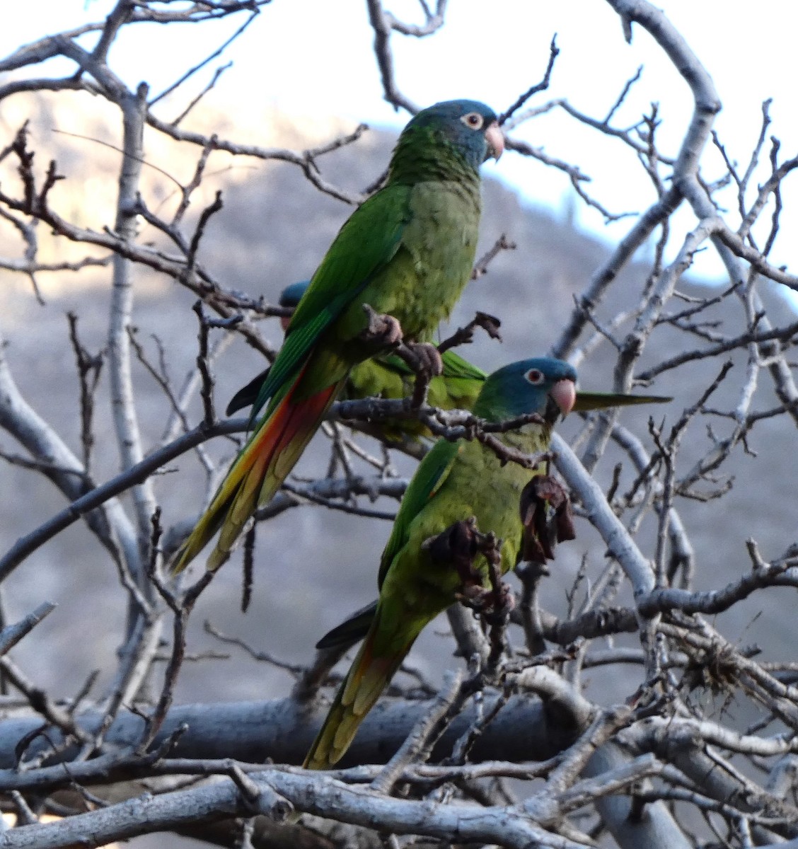 Blue-crowned Parakeet - ML623530842