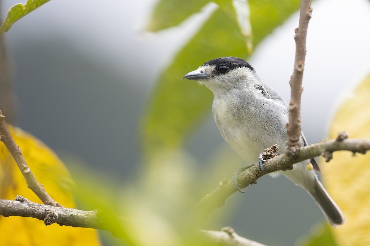 Cinereous Becard - Jhonathan Miranda - Wandering Venezuela Birding Expeditions