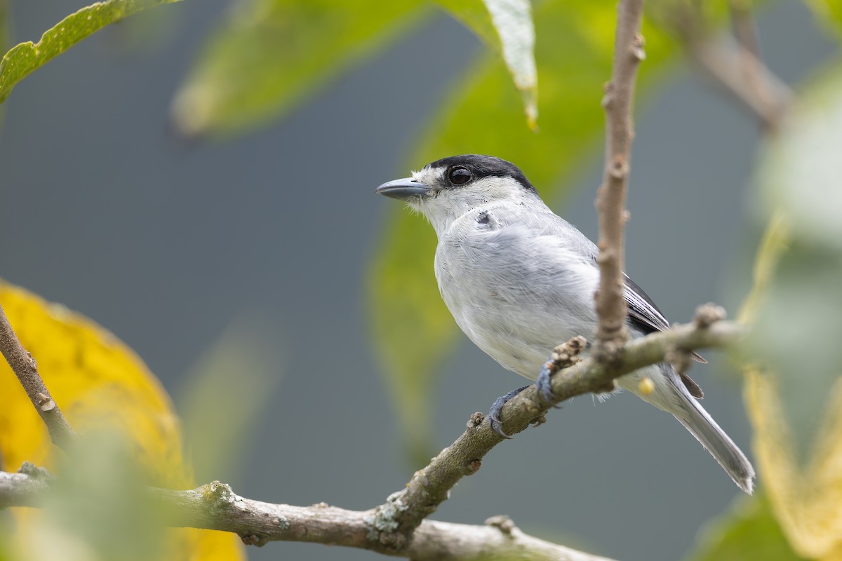 Cinereous Becard - Jhonathan Miranda - Wandering Venezuela Birding Expeditions