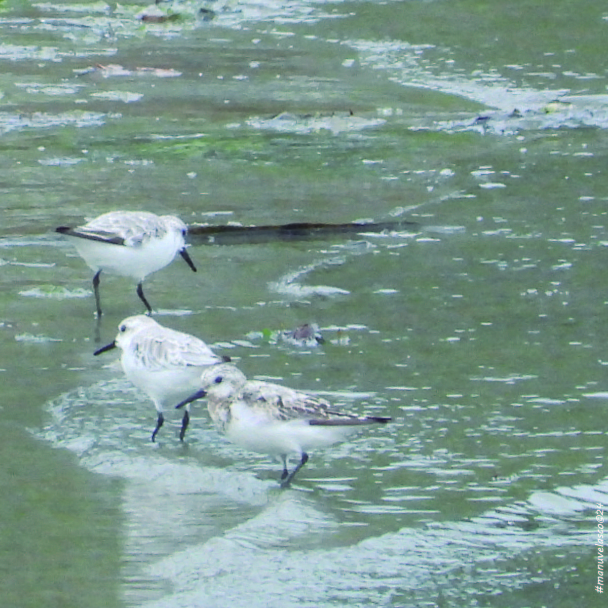 Sanderling - Manuel Velasco Graña