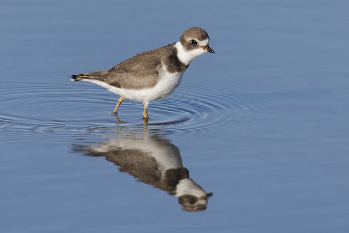 Semipalmated Plover - Bob MacDonnell