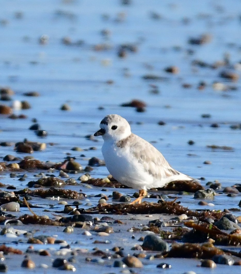 Piping Plover - ML623531056