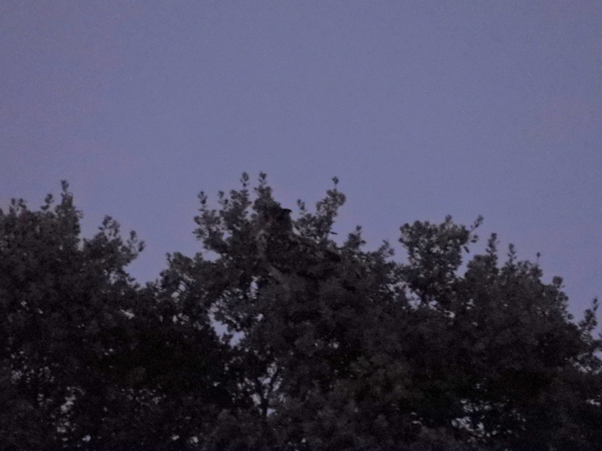 Eurasian Eagle-Owl - Álvaro Sarramian