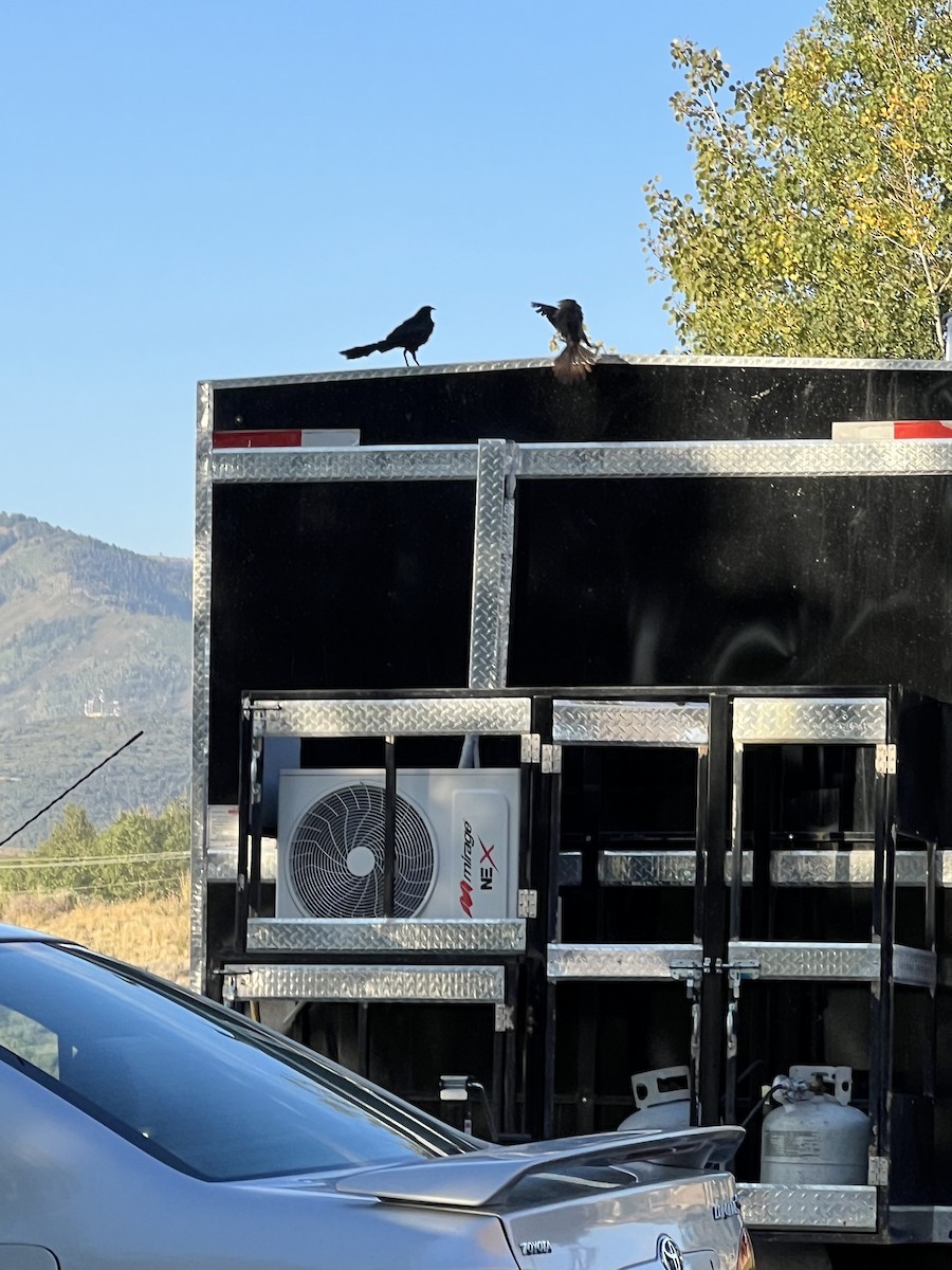 Great-tailed Grackle - ML623531111