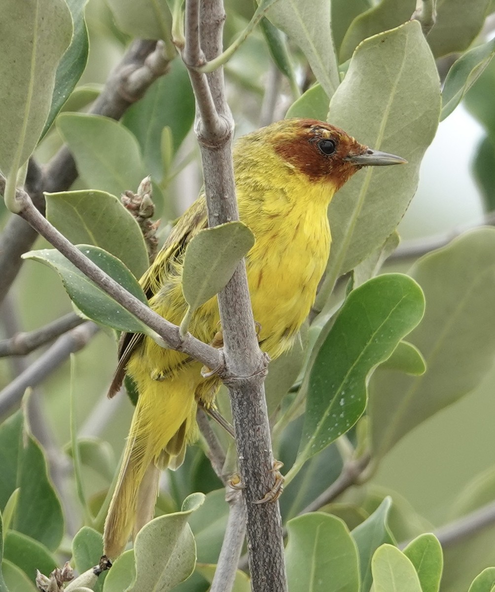 gulparula (erithachorides gr.) (mangroveparula) - ML623531123