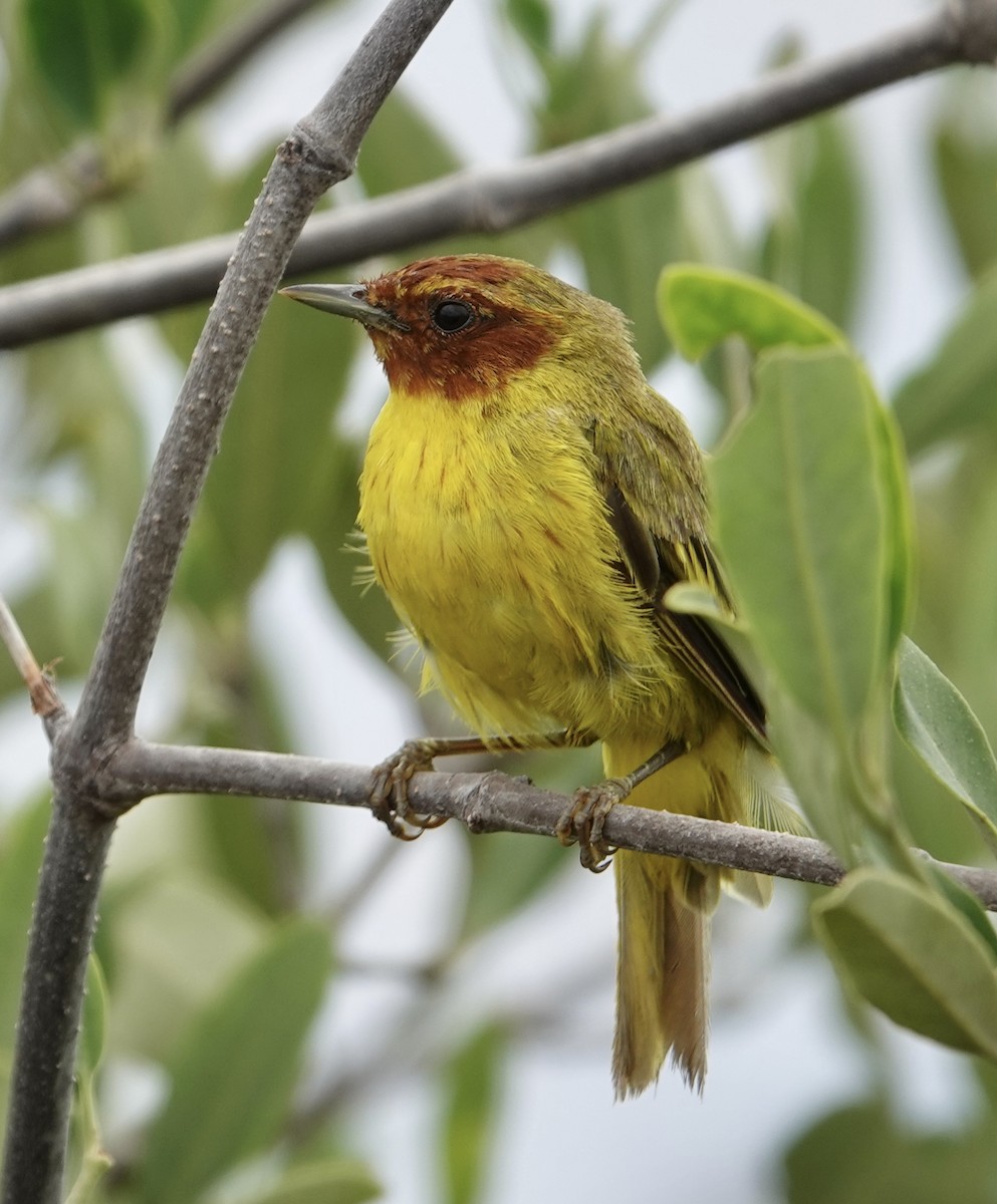 gulparula (erithachorides gr.) (mangroveparula) - ML623531124