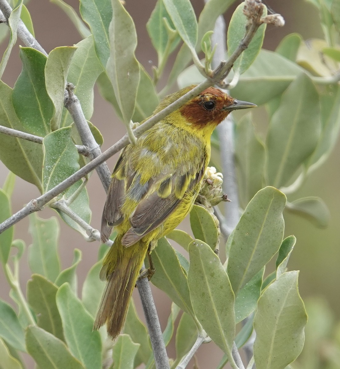 gulparula (erithachorides gr.) (mangroveparula) - ML623531125