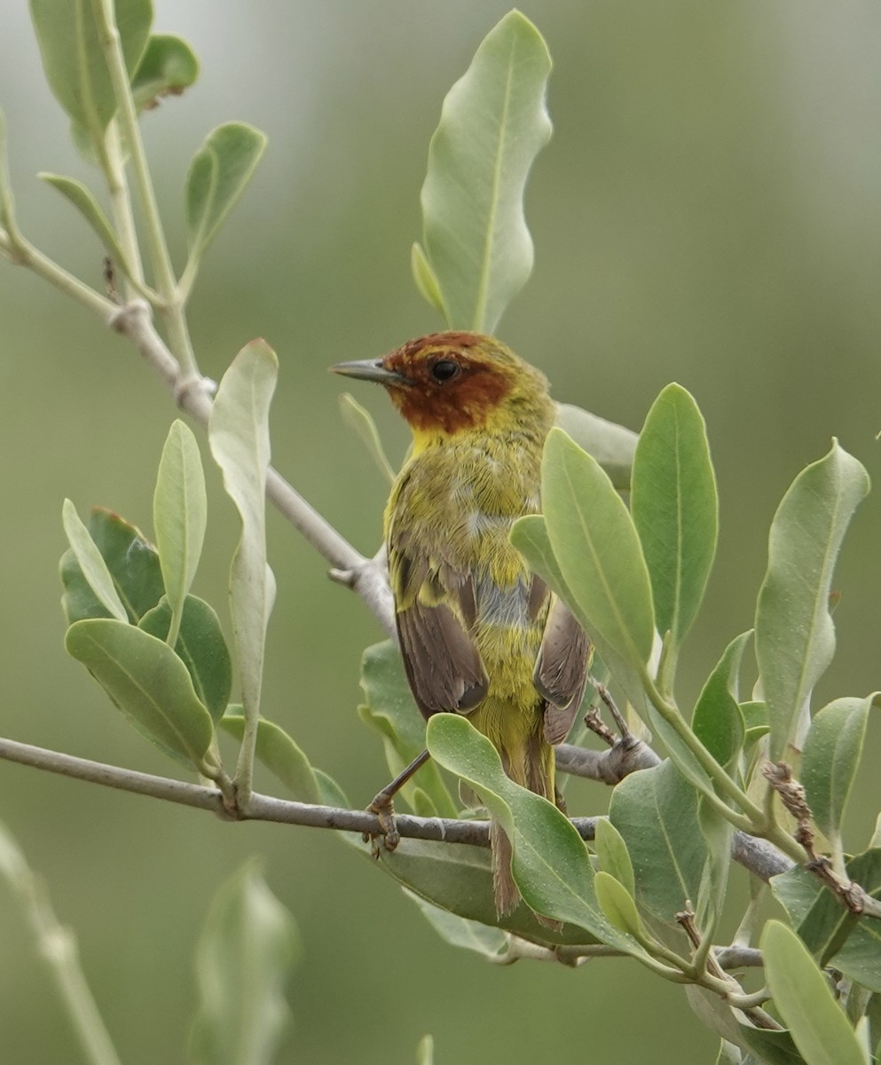 gulparula (erithachorides gr.) (mangroveparula) - ML623531126