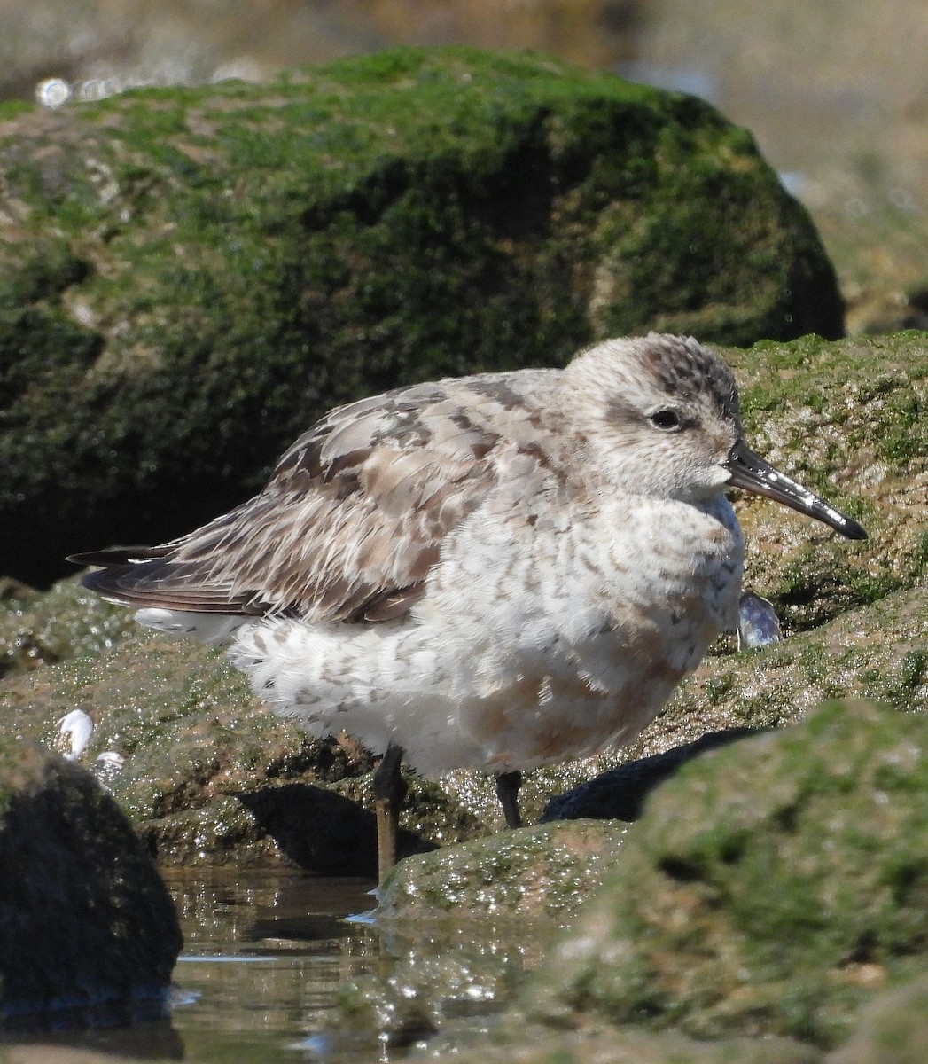 Red Knot - ML623531129