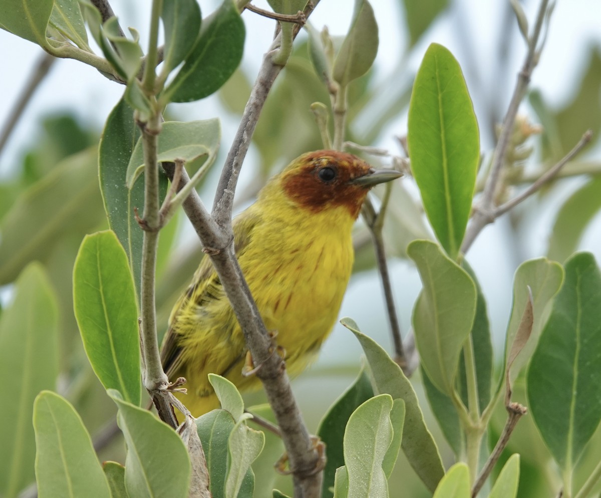 gulparula (erithachorides gr.) (mangroveparula) - ML623531166