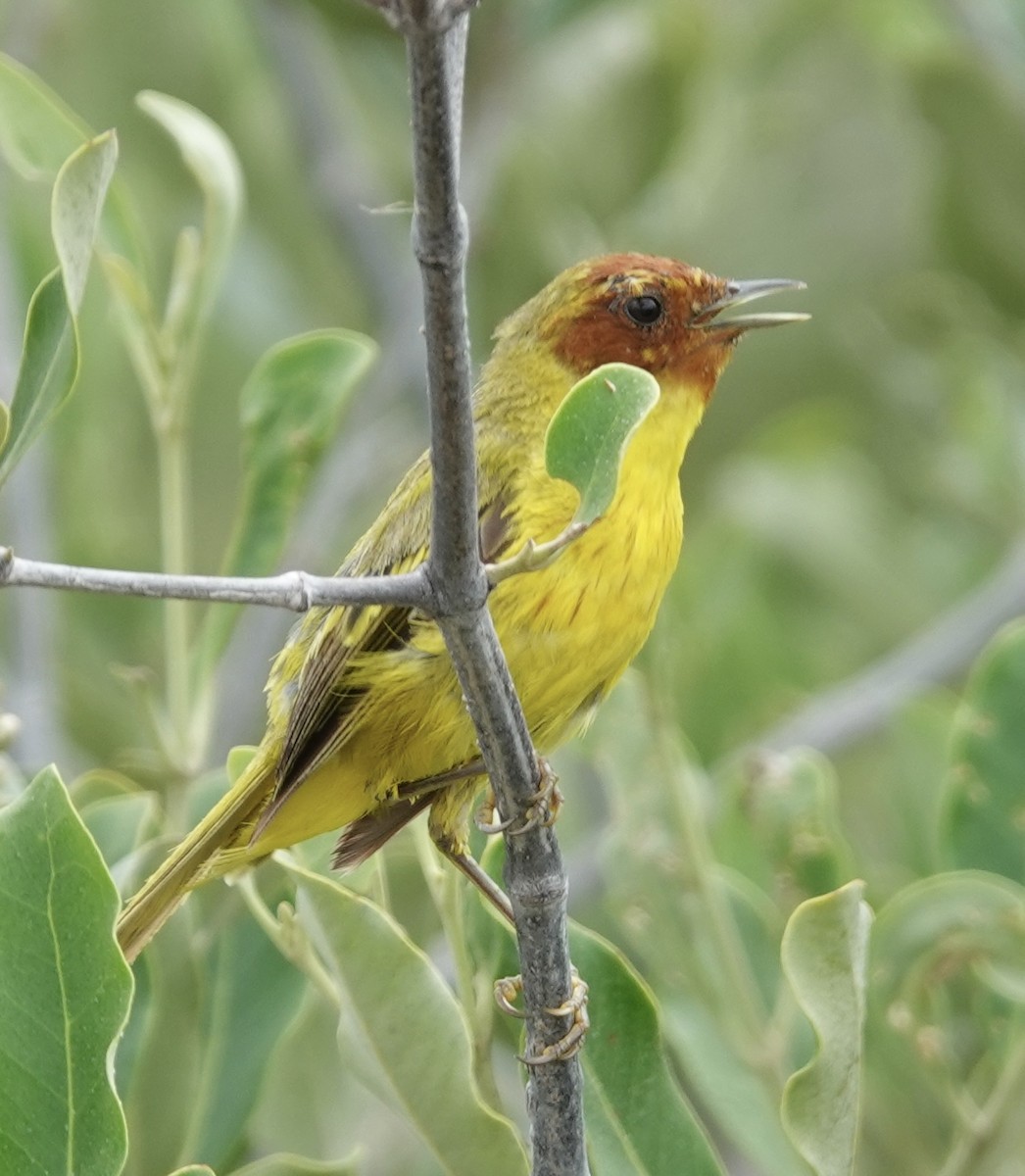 gulparula (erithachorides gr.) (mangroveparula) - ML623531167