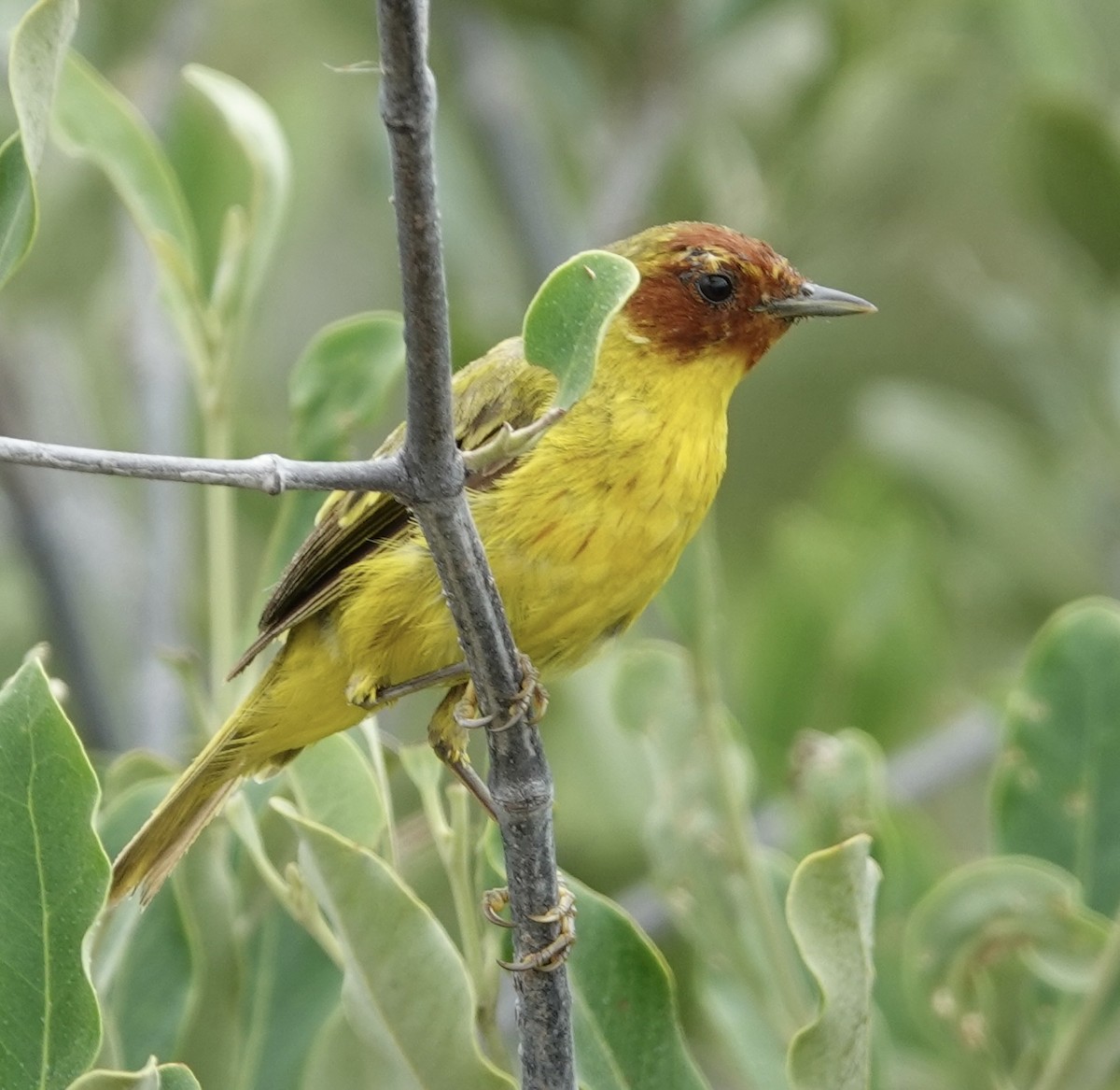 gulparula (erithachorides gr.) (mangroveparula) - ML623531168