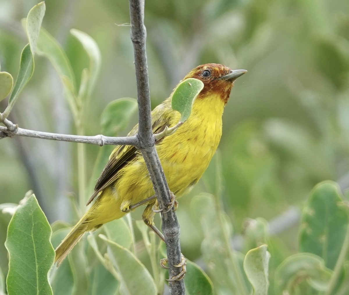 gulparula (erithachorides gr.) (mangroveparula) - ML623531169