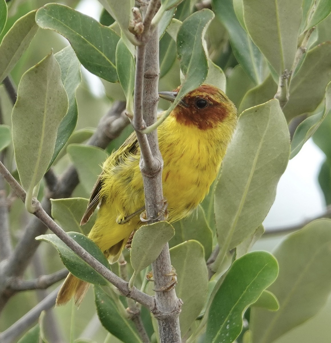 gulparula (erithachorides gr.) (mangroveparula) - ML623531170