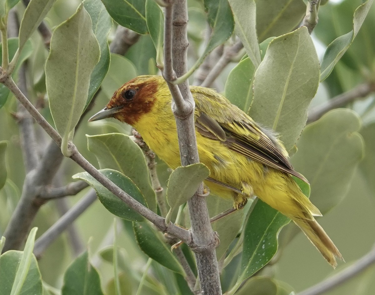 gulparula (erithachorides gr.) (mangroveparula) - ML623531171