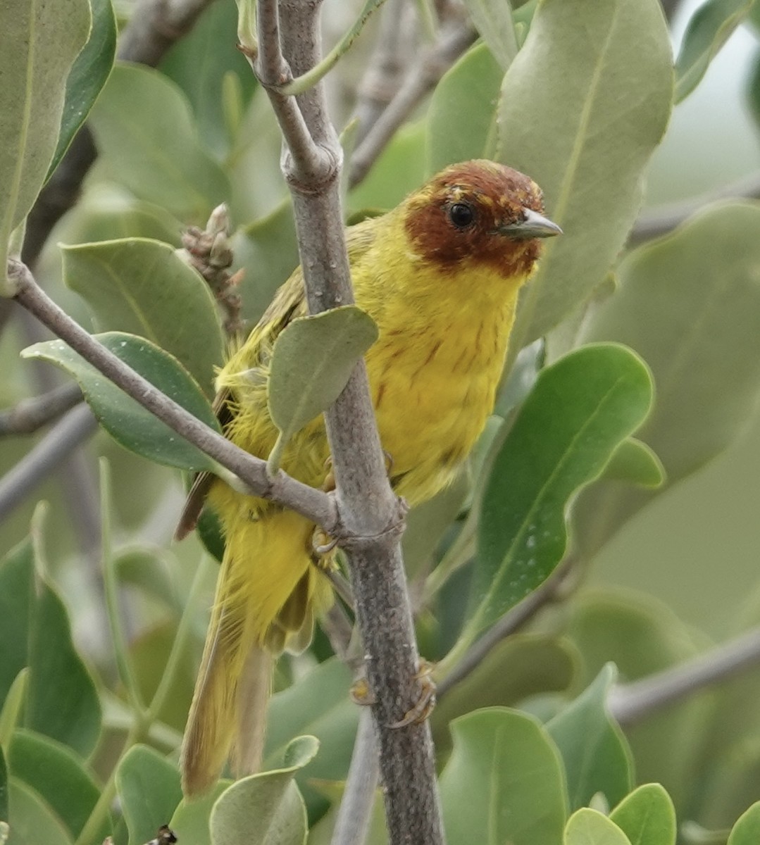 gulparula (erithachorides gr.) (mangroveparula) - ML623531172