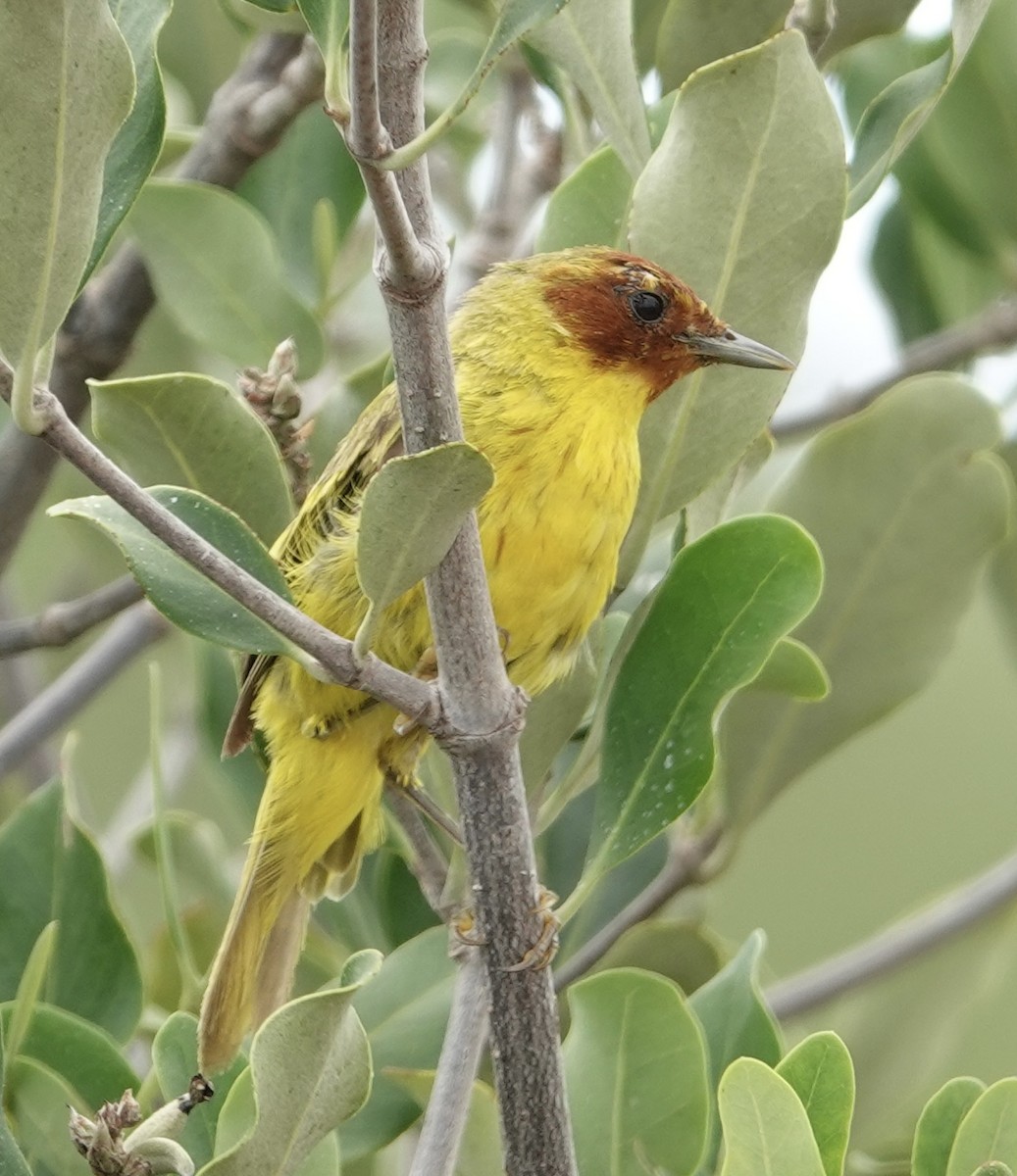 gulparula (erithachorides gr.) (mangroveparula) - ML623531173