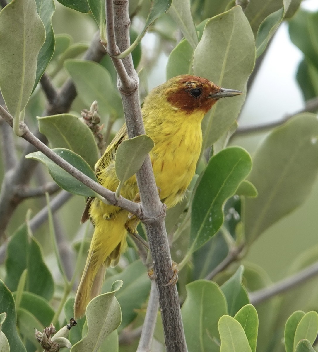 gulparula (erithachorides gr.) (mangroveparula) - ML623531174