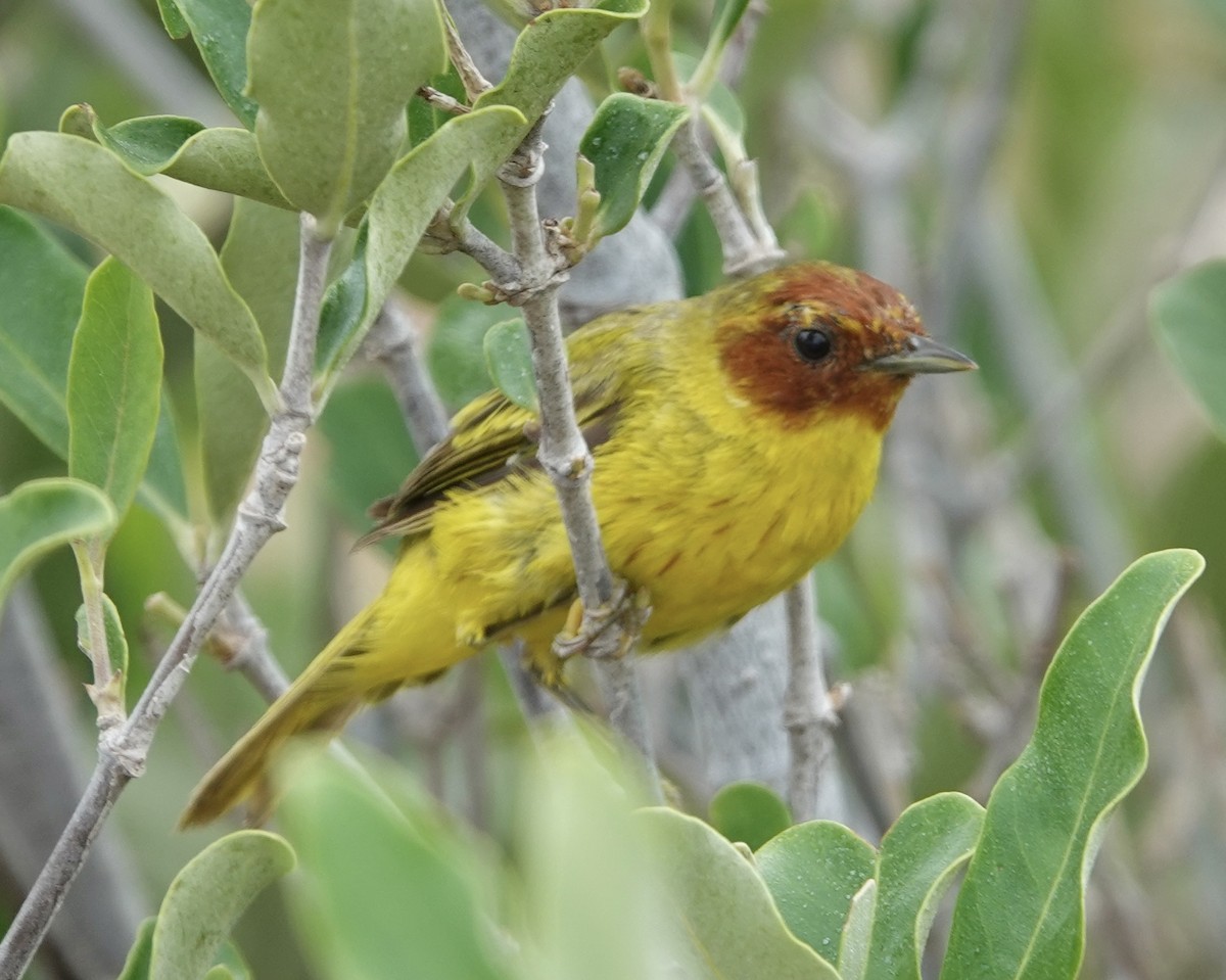 gulparula (erithachorides gr.) (mangroveparula) - ML623531175