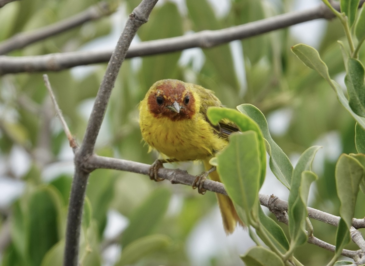 gulparula (erithachorides gr.) (mangroveparula) - ML623531176