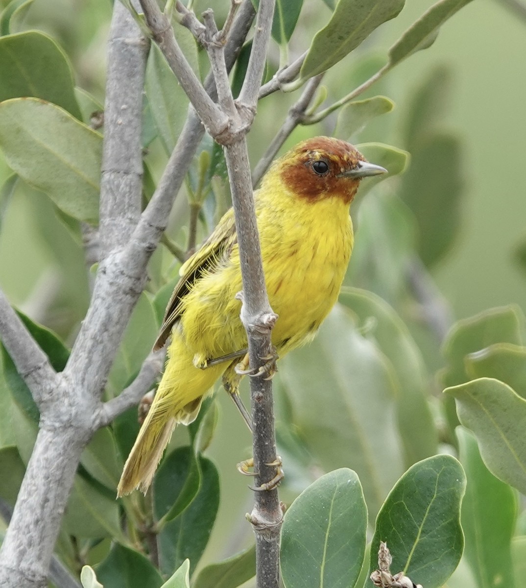 gulparula (erithachorides gr.) (mangroveparula) - ML623531177