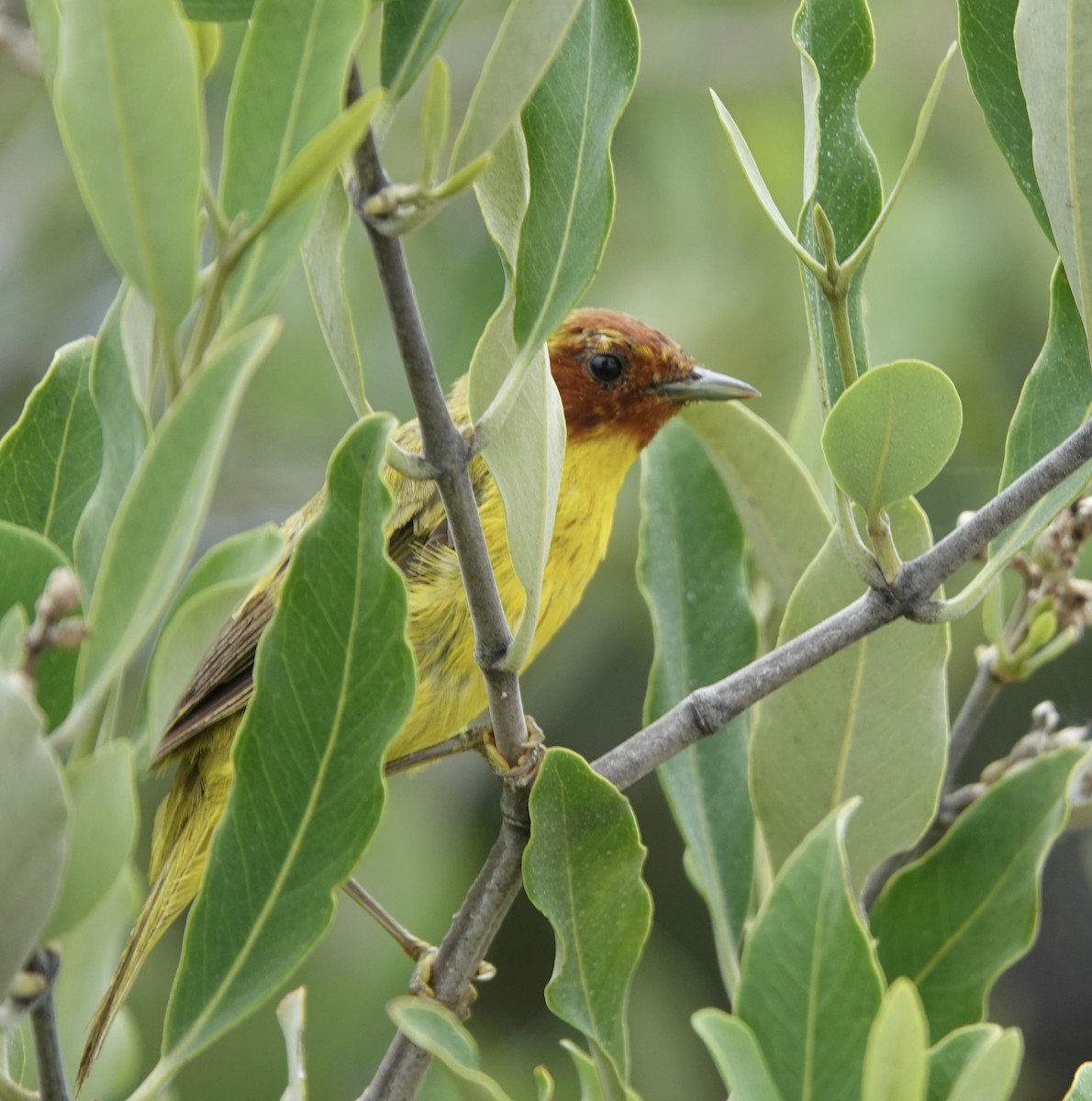 gulparula (erithachorides gr.) (mangroveparula) - ML623531178