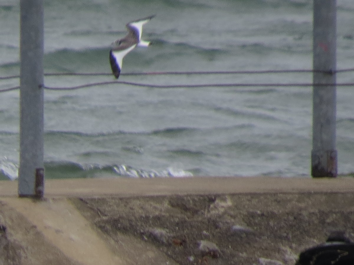 Sabine's Gull - ML623531206