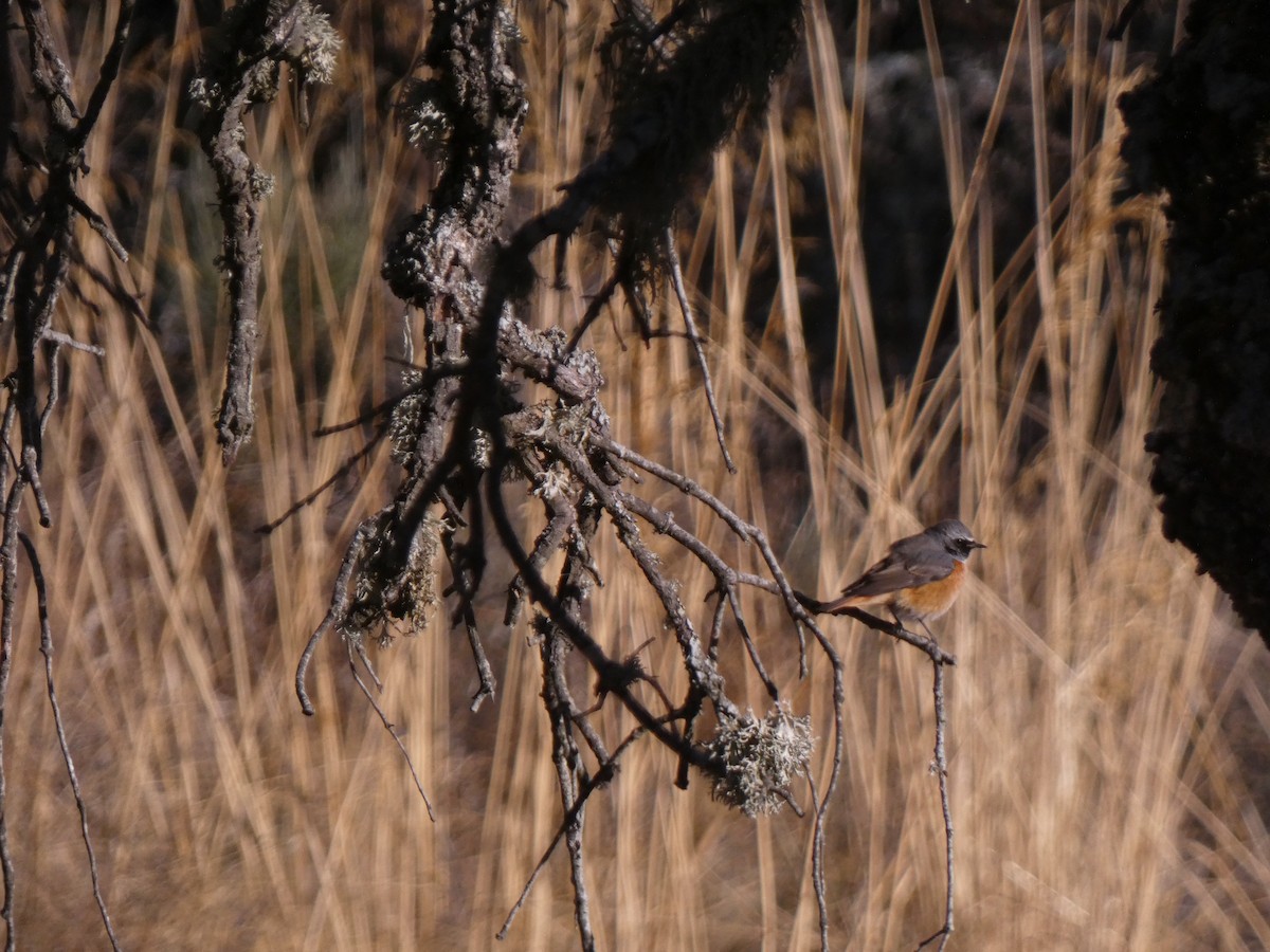 Common Redstart - ML623531253