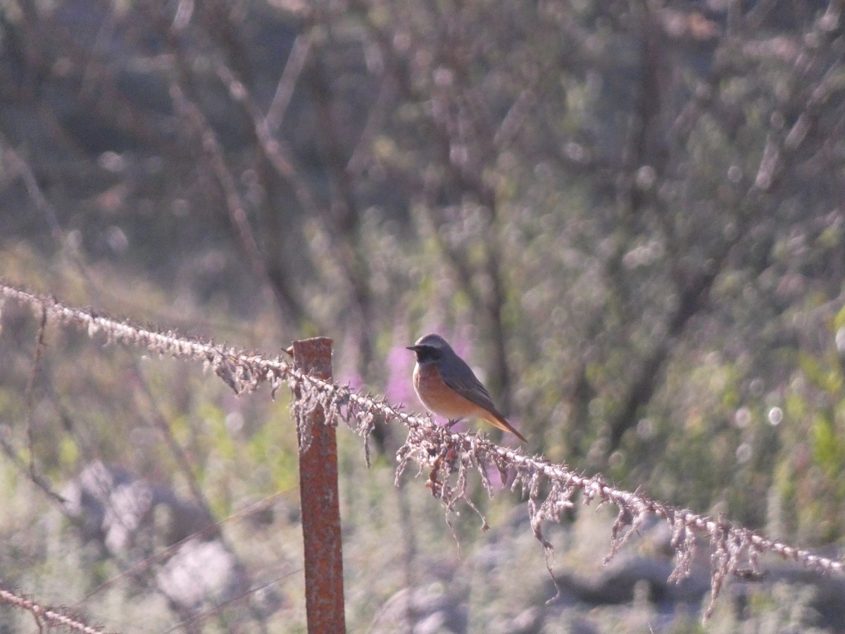 Common Redstart - ML623531254