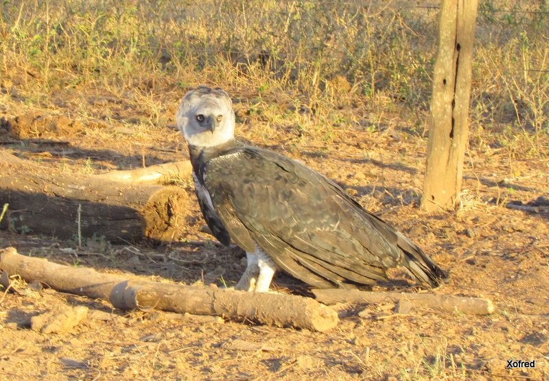 Harpy Eagle - ML623531263