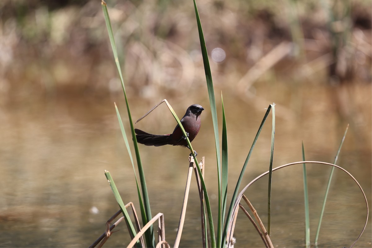 Black-faced Waxbill - Victor Stoll