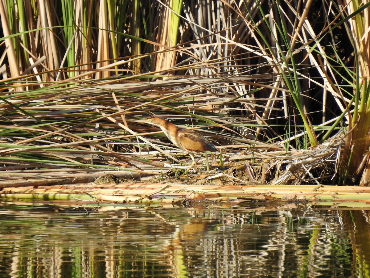 Least Bittern - ML623531281