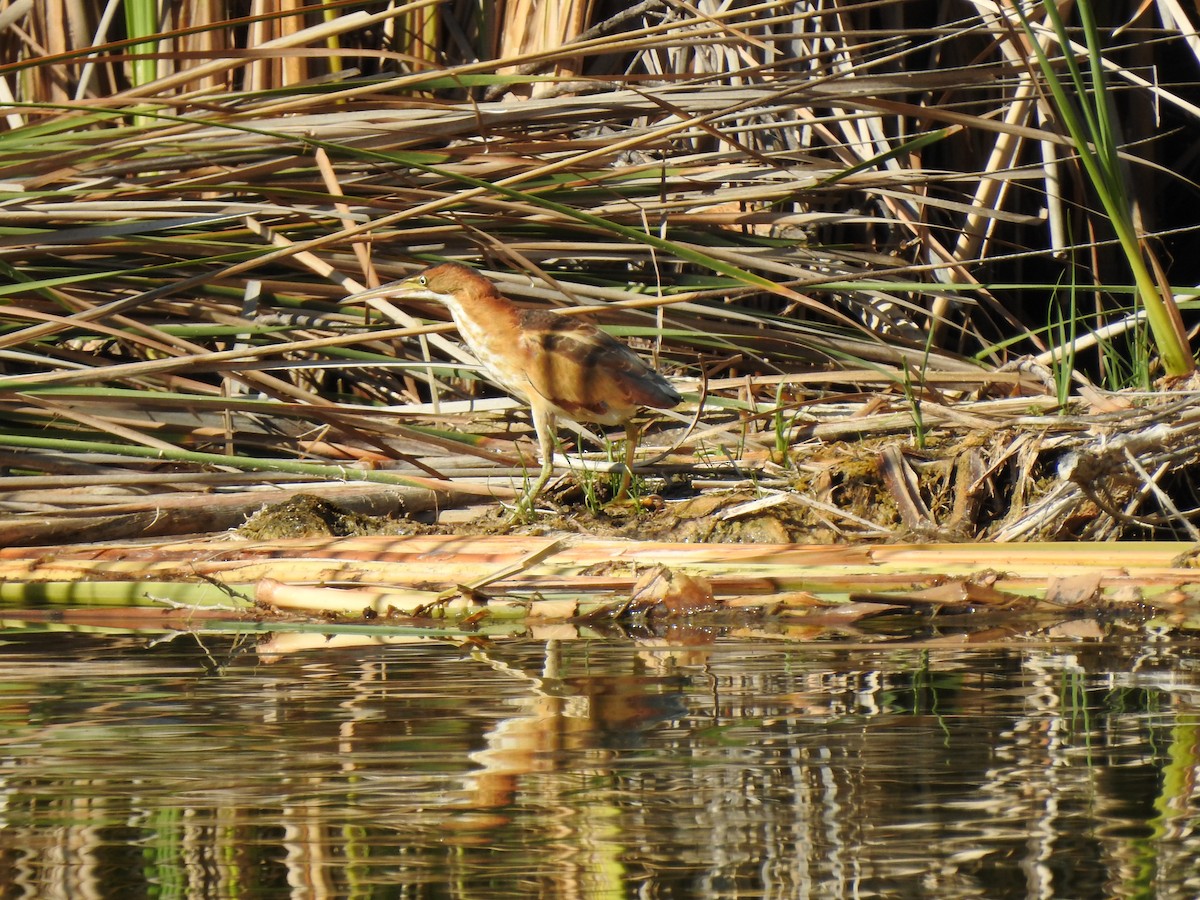 Least Bittern - ML623531282