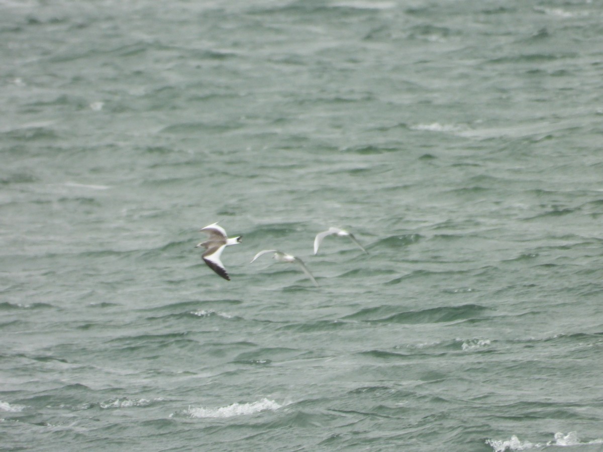 Sabine's Gull - ML623531286