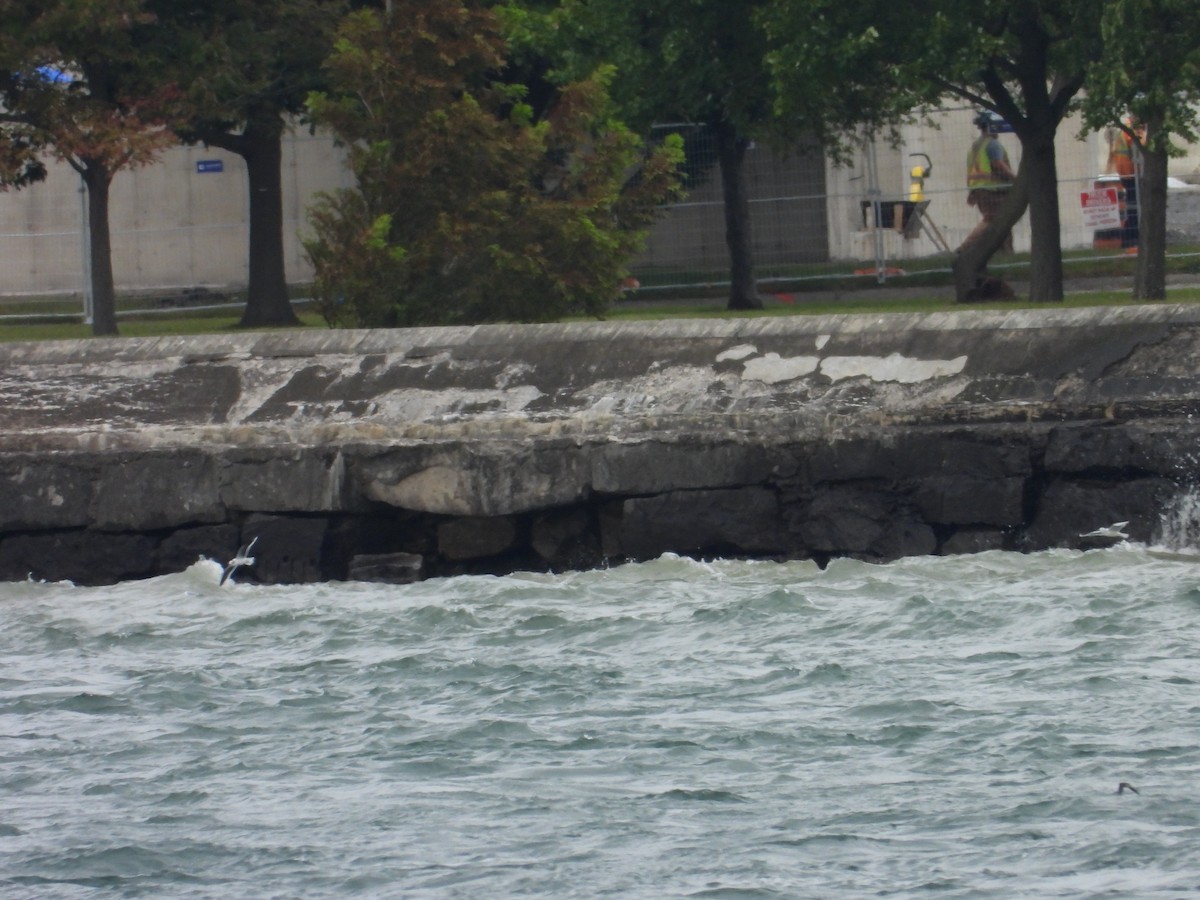 Little Gull - ML623531312