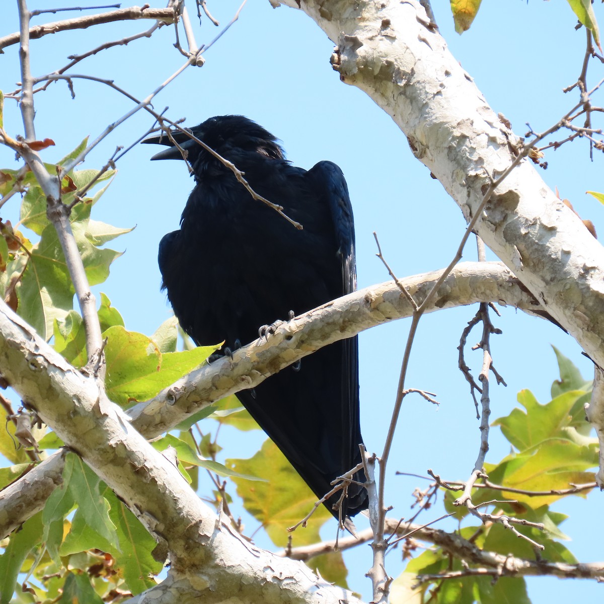 Common Raven - ML623531318