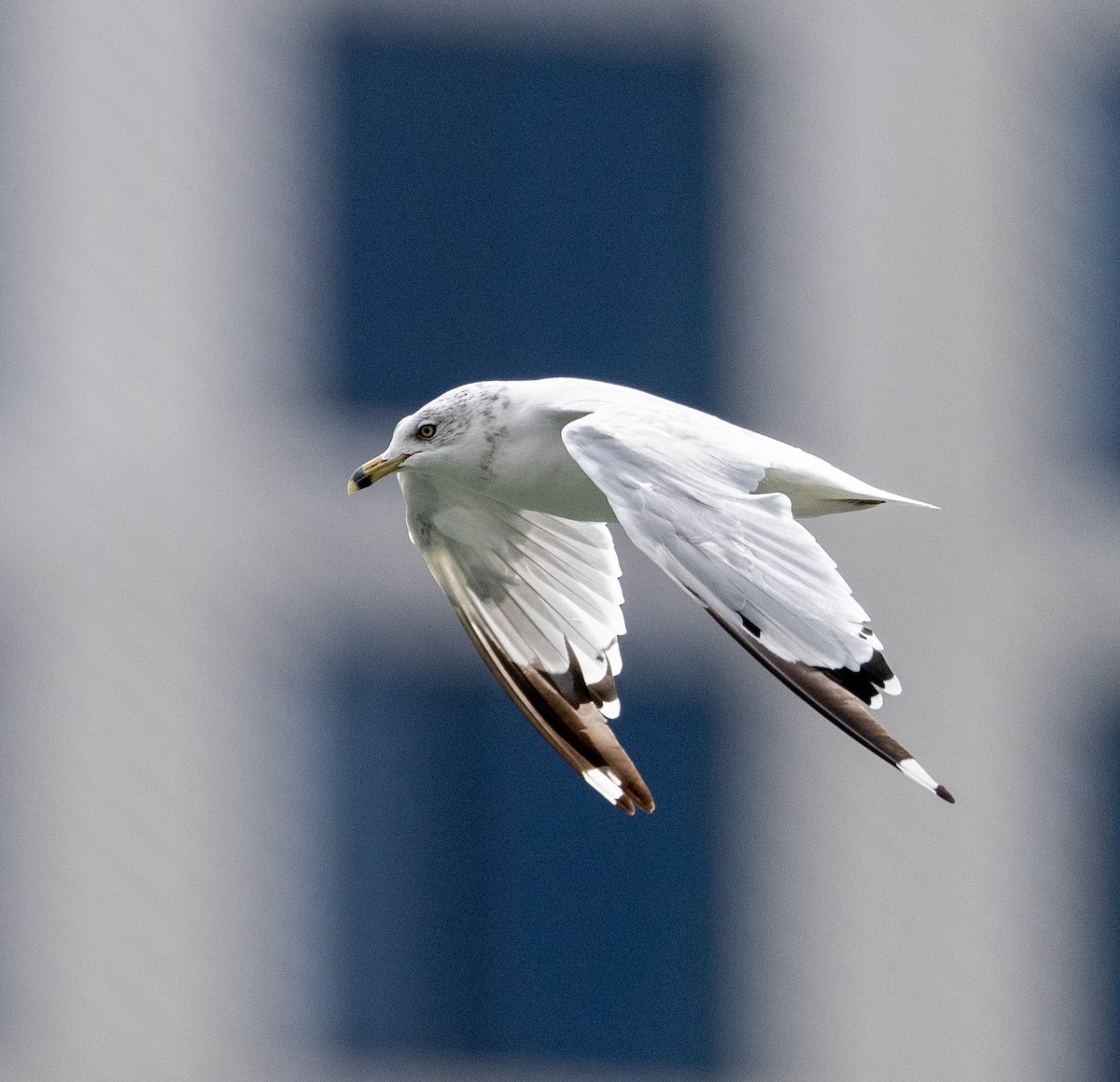 Ring-billed Gull - ML623531340
