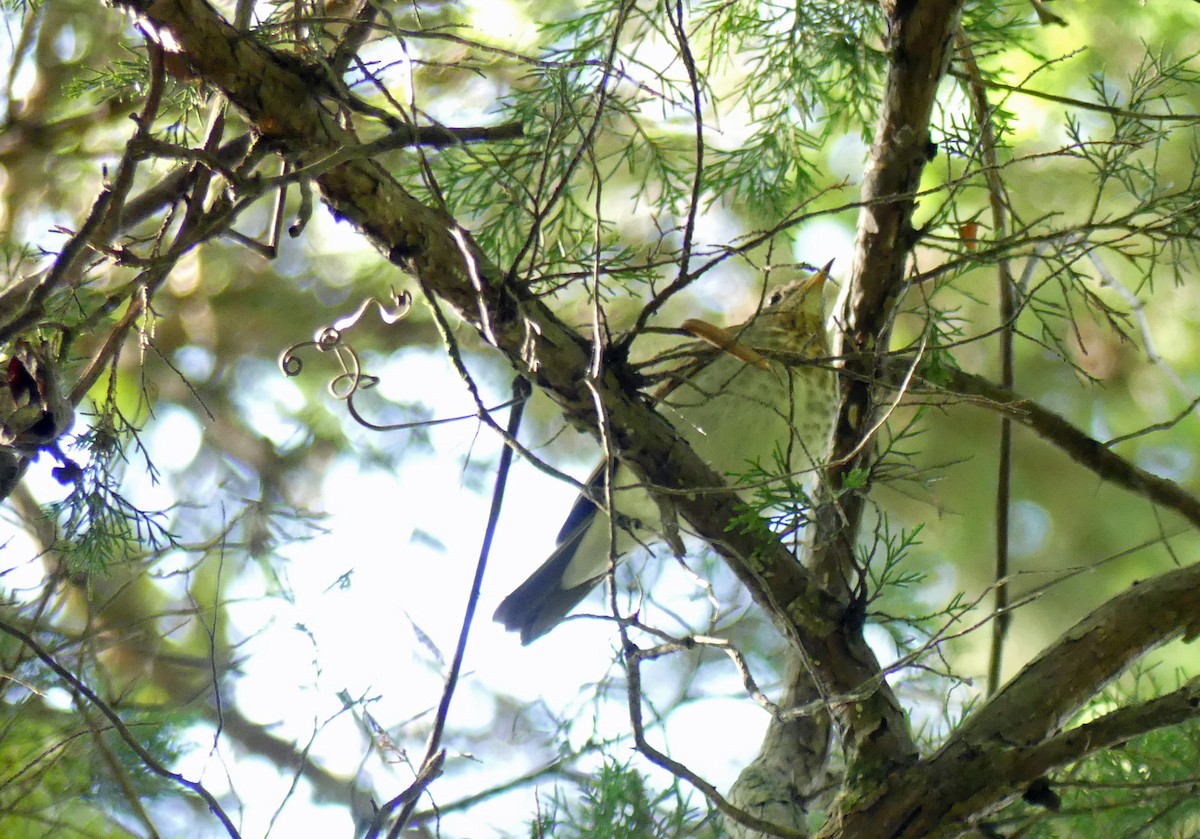 Gray-cheeked Thrush - ML623531345