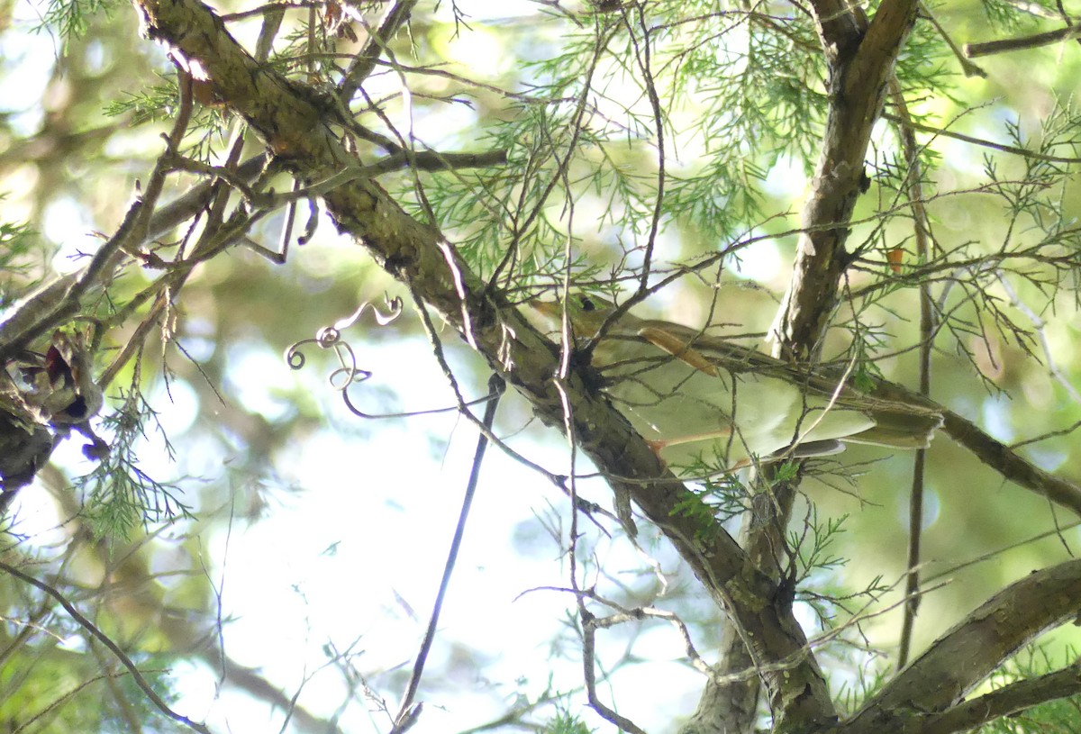 Gray-cheeked Thrush - ML623531346