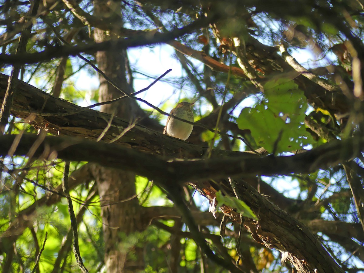 Gray-cheeked Thrush - ML623531347