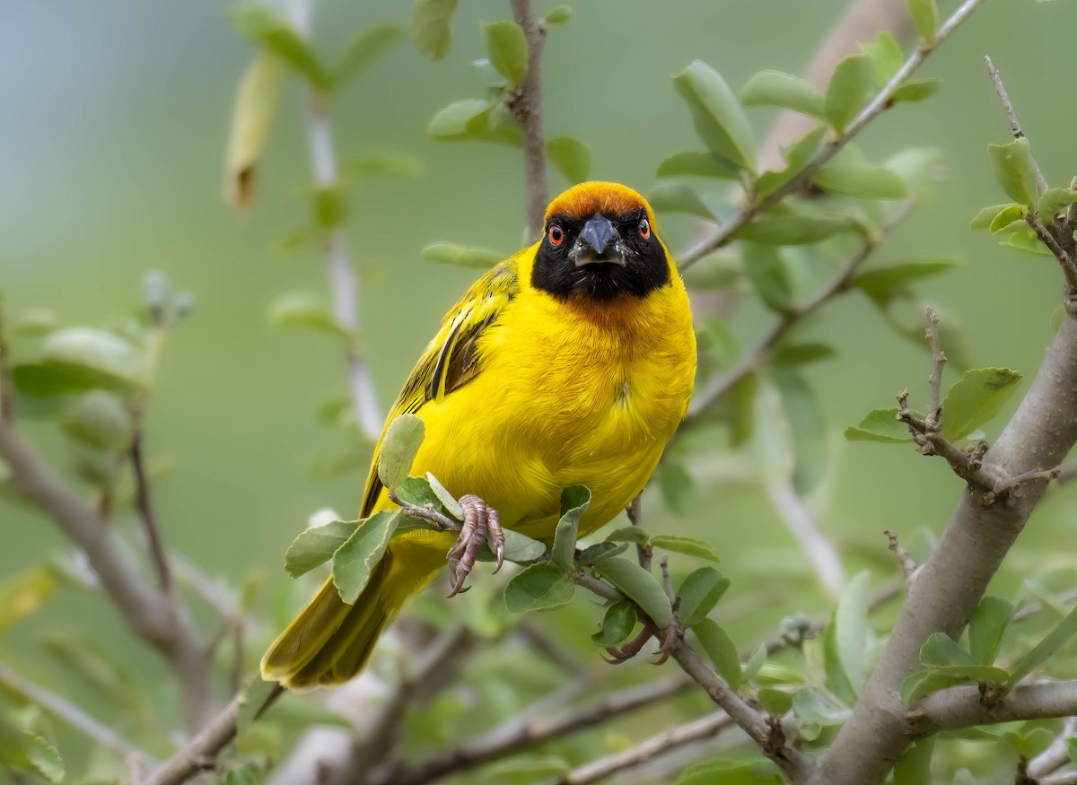 Vitelline Masked-Weaver - ML623531373