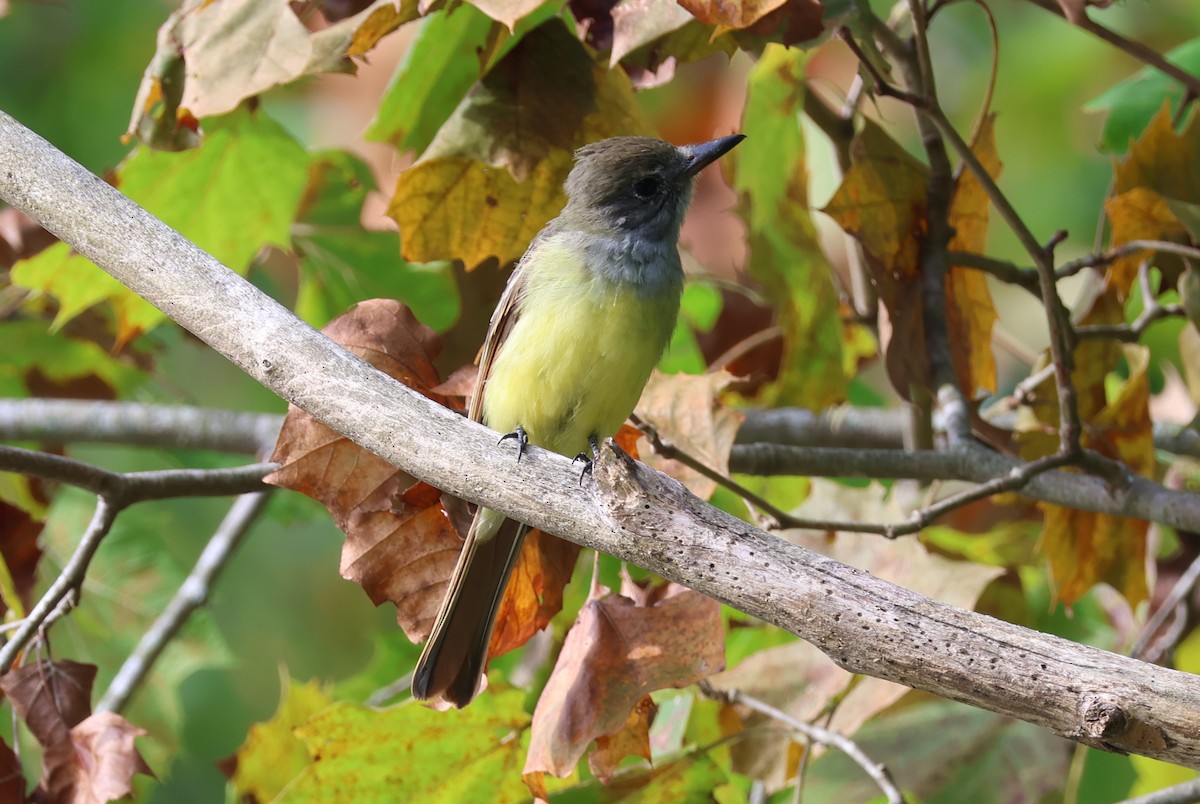 Great Crested Flycatcher - ML623531392